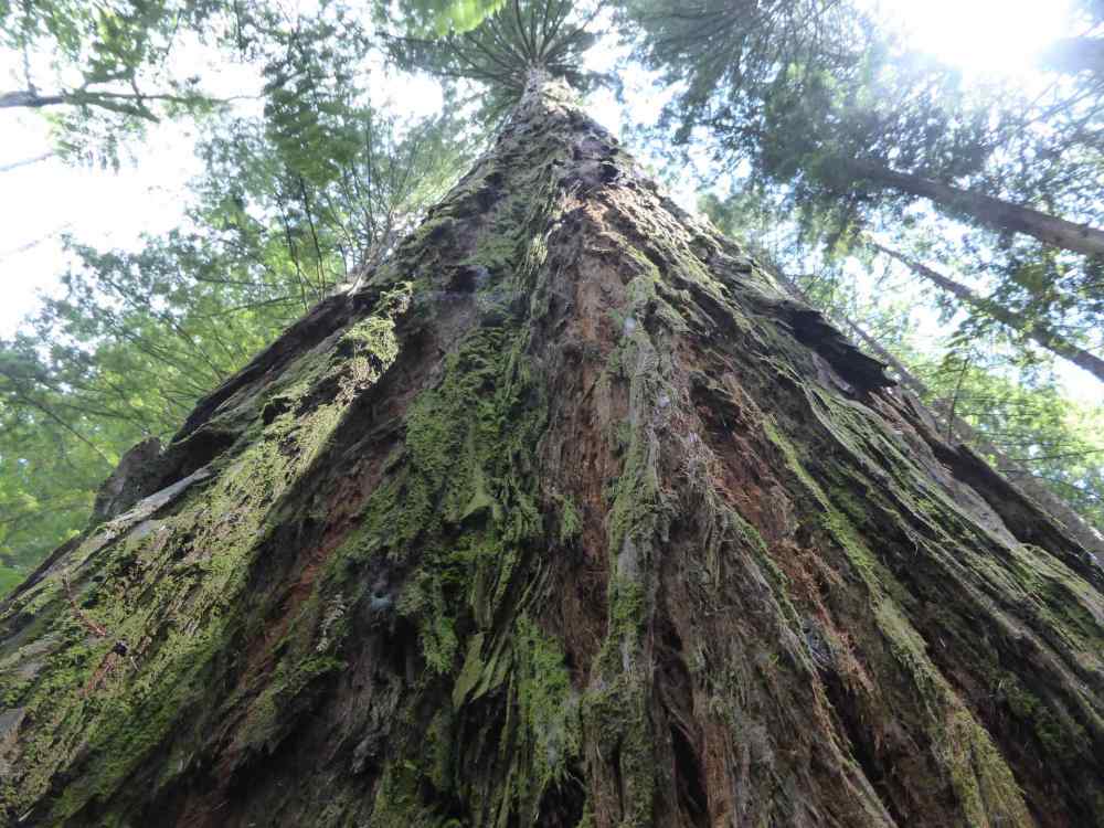 Giant Redwood