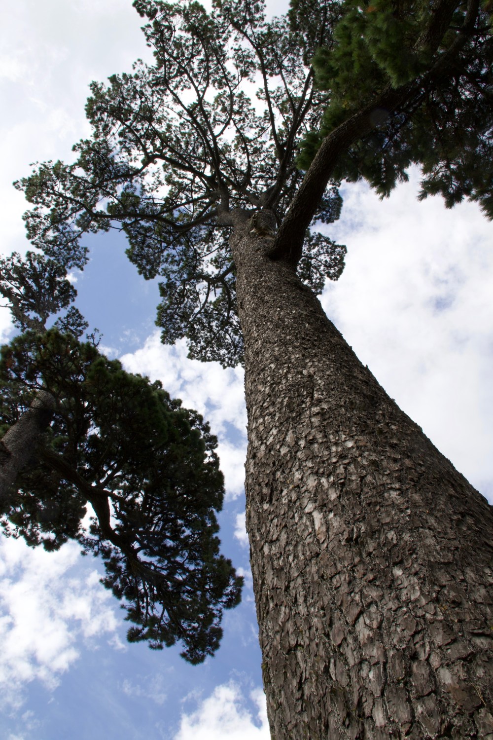 Norfolk Pine Auckland Domain