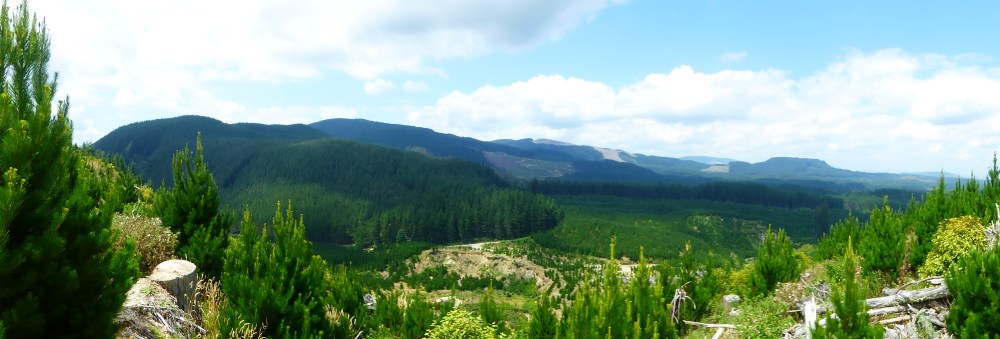 PAno on the Redwood walk