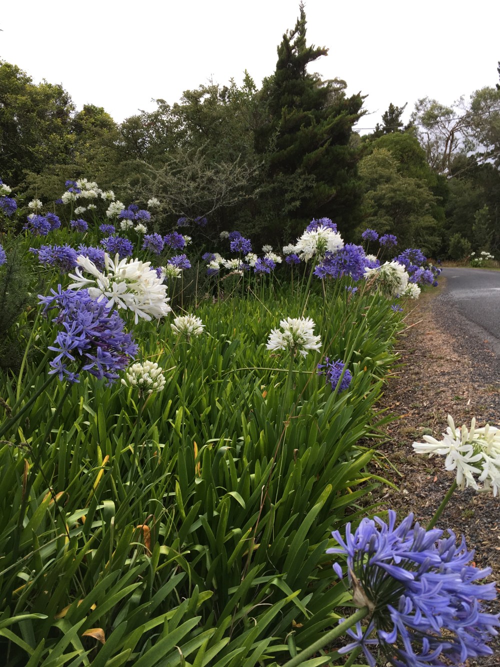 Roadside Agapanthus