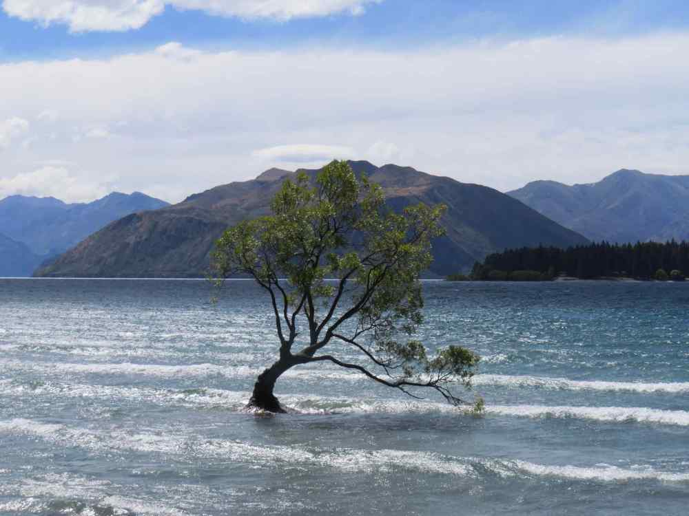 Wanaka Tree 2