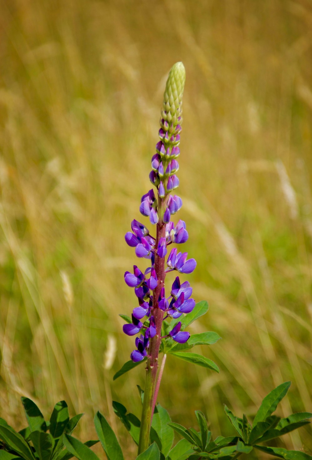 Wild Lupin