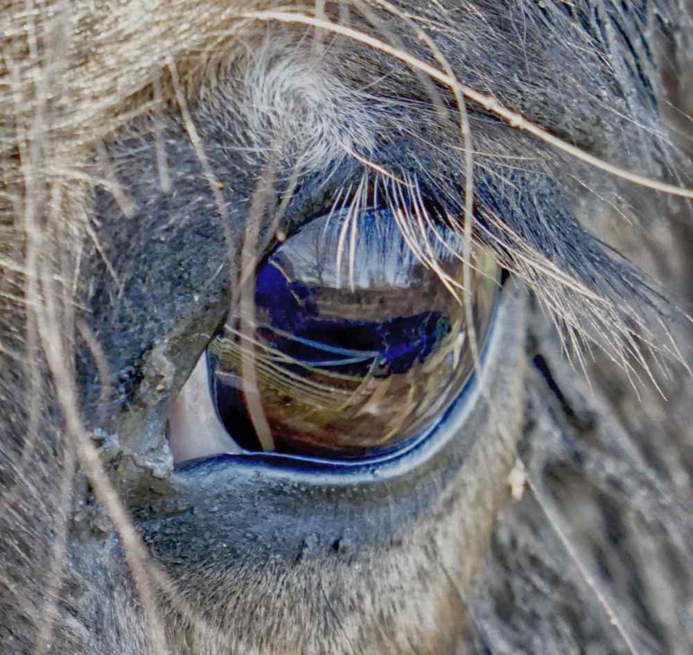 Horses Eye